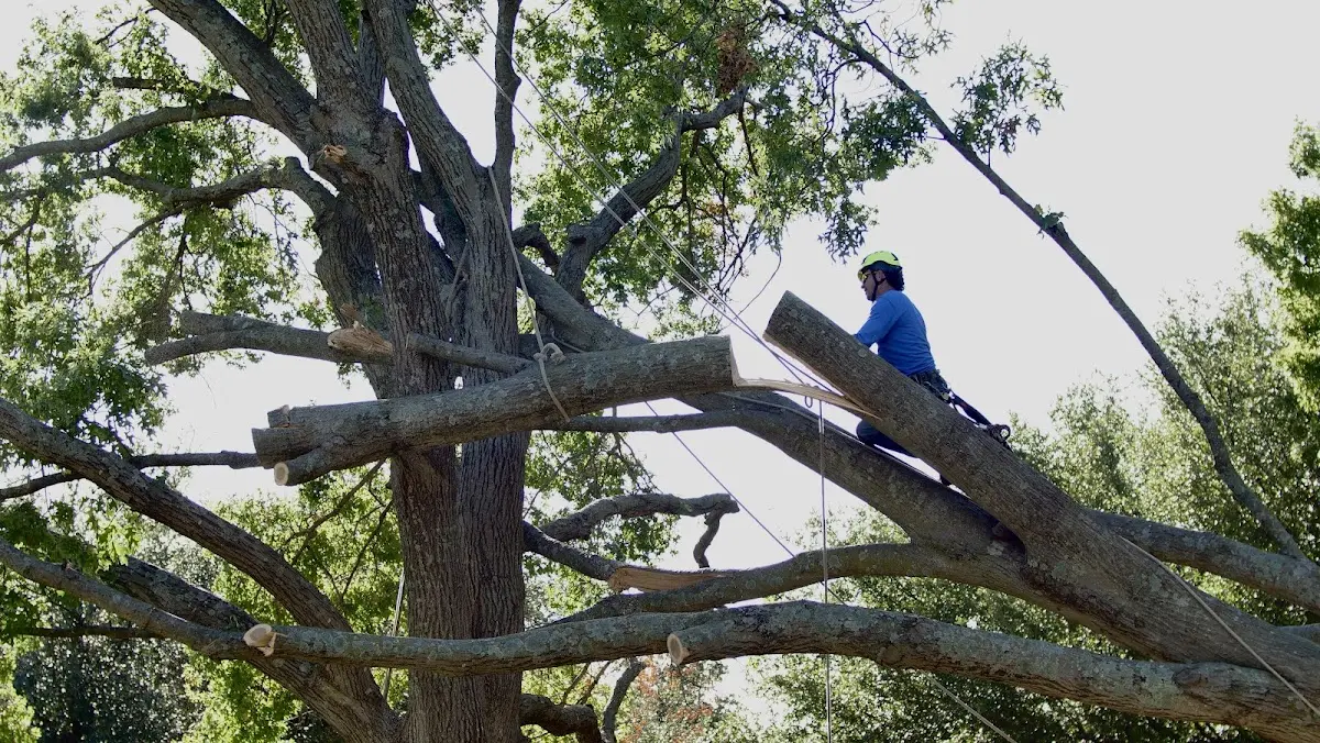 Professional Crown Thinning performed by certified arborists in Rock Springs