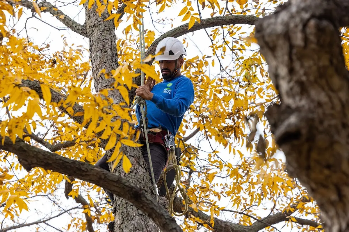 Skilled Tree Transplanting crew working in Rock Springs